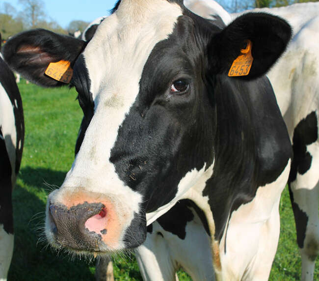 Ferme-de-la-lorette-ferme-découverte-plogonnec-galerie-photo-vache-laitiere