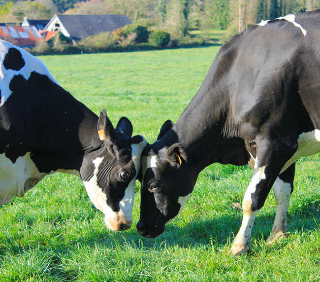 Ferme-de-la-lorette-ferme-découverte-plogonnec-galerie-photo-vaches-laitieres