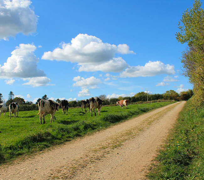 Ferme-de-la-lorette-ferme-découverte-plogonnec-galerie-photo-vaches-laitieres-champ-campagne