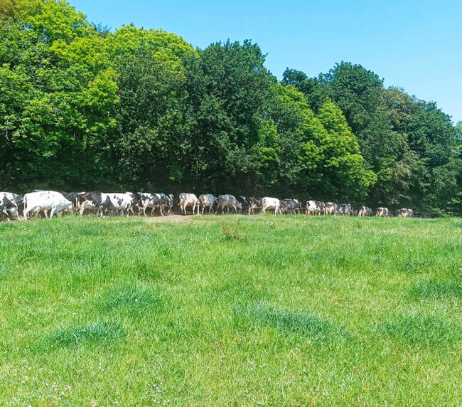 Ferme-de-la-lorette-ferme-découverte-plogonnec-galerie-photo-vaches-laitieres-champ-campagne
