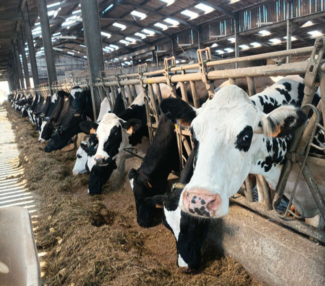 Ferme-de-la-lorette-ferme-découverte-plogonnec-galerie-photo-vaches-laitieres-campagne