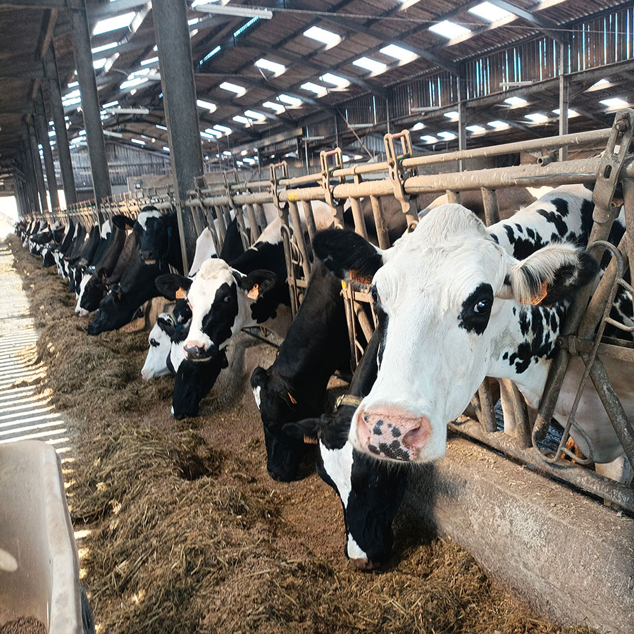 Ferme-de-la-lorette-ferme-découverte-plogonnec-galerie-photo-vaches-laitieres-campagne