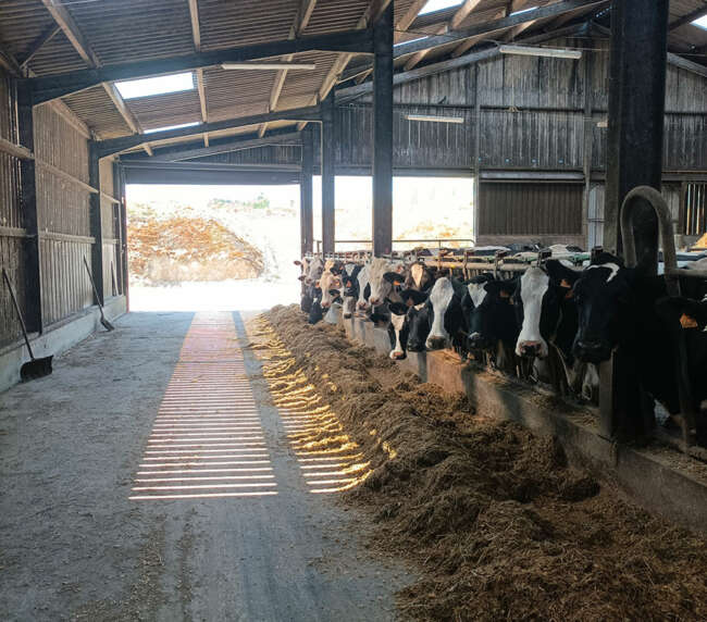 Ferme-de-la-lorette-ferme-découverte-plogonnec-galerie-photo-vaches-laitieres-campagne