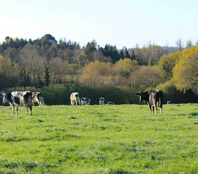 Ferme-de-la-lorette-ferme-découverte-plogonnec-galerie-photo-vaches-laitieres-campagne