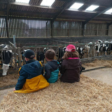 Ferme-de-la-lorette-ferme-découverte-plogonnec-galerie-photo-vaches-laitieres-campagne