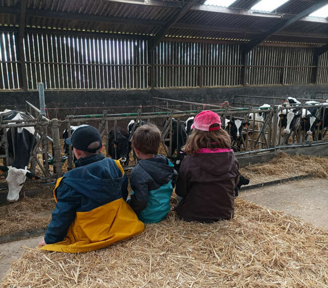 Ferme-de-la-lorette-ferme-découverte-plogonnec-galerie-photo-vaches-laitieres-campagne