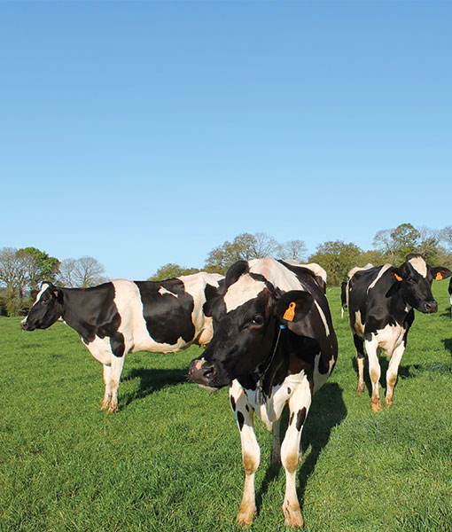 Ferme-de-la-lorette-ferme-découverte-plogonnec-a-propos