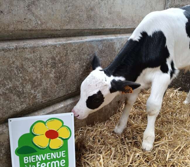 Ferme-de-la-lorette-ferme-découverte-plogonnec-agrement-bienvenue-a-la-ferme