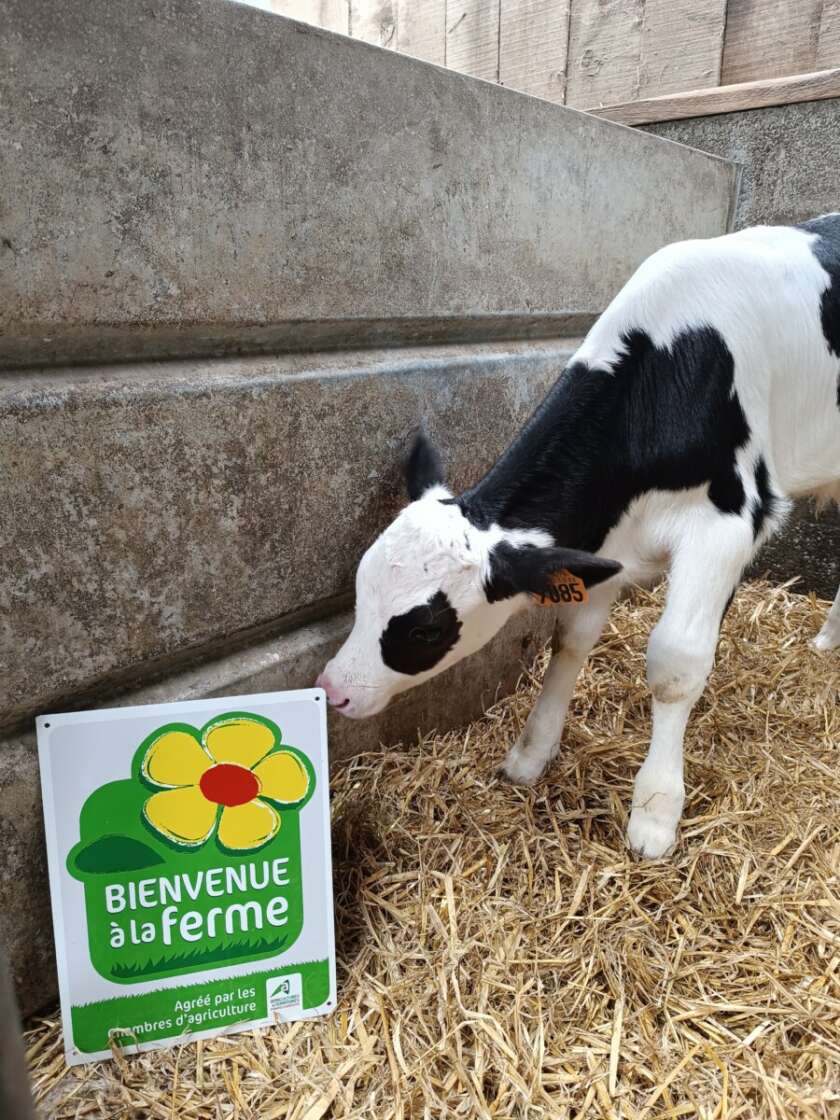 Ferme-de-la-lorette-ferme-découverte-plogonnec-agrement-bienvenue-a-la-ferme