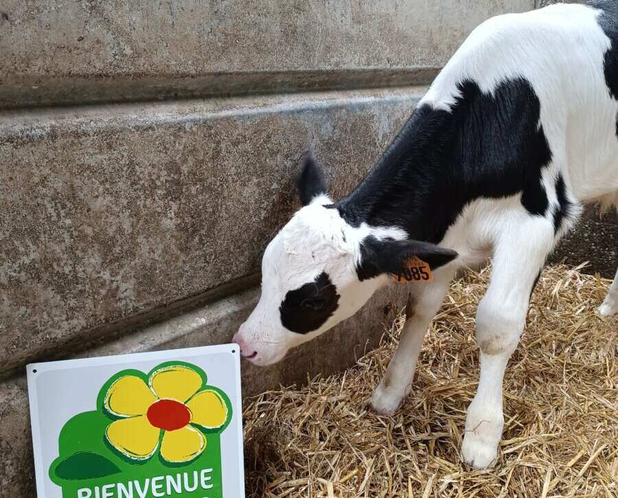 Ferme-de-la-lorette-ferme-découverte-plogonnec-agrement-bienvenue-a-la-ferme