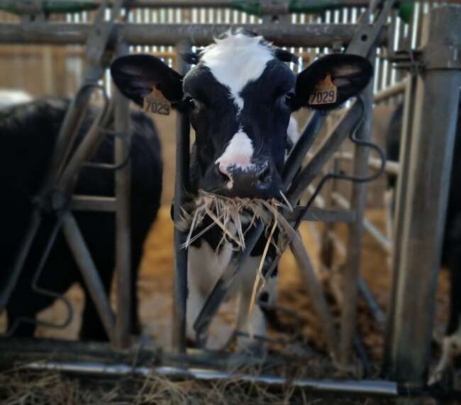 Ferme-de-la-lorette-ferme-découverte-plogonnec-galerie-photo-vaches-laitieres-campagne